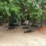 Aprende ACASAYC 31 Plantas medicinales