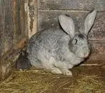 Aprende ACASAYC 28 Conejo Santa Clara