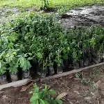 Aprende ACASAYC 30 Reforestación