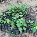 Aprende ACASAYC 29 Plantones Nativos