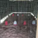 Aprende ACASAYC 36 Jaulas - Comederos