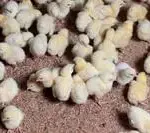 Aprende ACASAYC 34 Pollitos Santa Clara